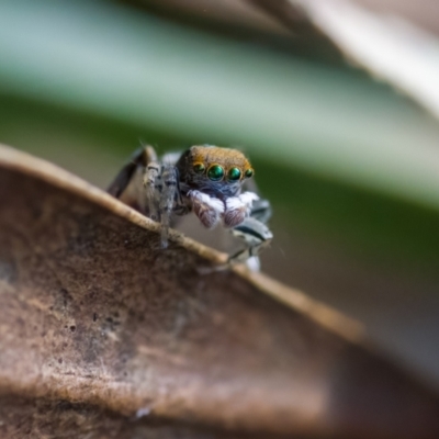 Maratus pavonis (Dunn's peacock spider) at Paddys River, ACT - 28 Sep 2023 by CanberraDSN