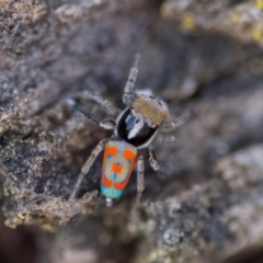 Maratus pavonis at Paddys River, ACT - suppressed