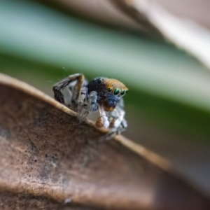 Maratus pavonis at Paddys River, ACT - 28 Sep 2023