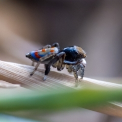 Maratus pavonis at Paddys River, ACT - 28 Sep 2023