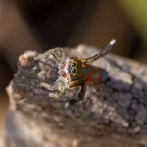 Maratus pavonis at Paddys River, ACT - 28 Sep 2023