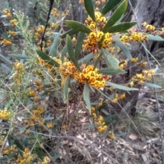 Daviesia mimosoides subsp. mimosoides at Tinderry, NSW - 15 Oct 2023