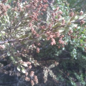 Acacia costiniana at Tinderry, NSW - 15 Oct 2023