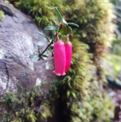 Prionotes cerinthoides at West Coast, TAS - 8 Jul 2022 12:55 PM