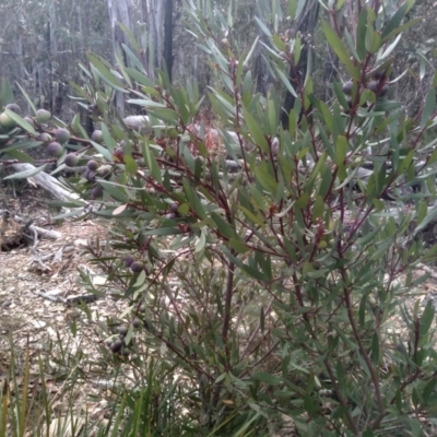 Persoonia silvatica (Forest Geebung) at Tinderry Nature Reserve - 14 Oct 2023 by mahargiani
