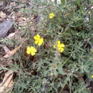 Hibbertia obtusifolia at Tinderry, NSW - 15 Oct 2023