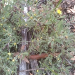 Hibbertia obtusifolia at Tinderry, NSW - 15 Oct 2023 09:44 AM