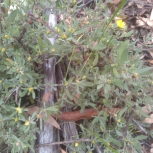 Hibbertia obtusifolia at Tinderry, NSW - 15 Oct 2023 09:44 AM