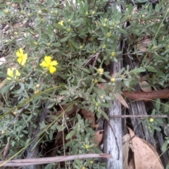 Hibbertia obtusifolia at Tinderry, NSW - 15 Oct 2023 09:44 AM