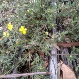 Hibbertia obtusifolia at Tinderry, NSW - 15 Oct 2023