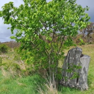 Celtis australis at Tuggeranong, ACT - 16 Oct 2023 11:00 AM