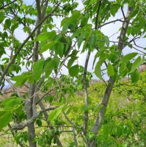 Celtis australis at Tuggeranong, ACT - 16 Oct 2023 11:00 AM