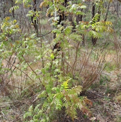 Pistacia chinensis (Chinese Pistachio) at Wanniassa Hill - 15 Oct 2023 by LPadg