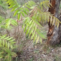 Pistacia chinensis at Macarthur, ACT - 16 Oct 2023