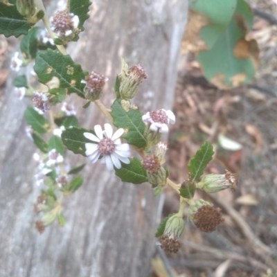 Olearia iodochroa (Violet Daisy-bush) at Tinderry, NSW - 14 Oct 2023 by mahargiani