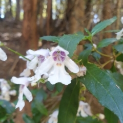 Prostanthera lasianthos (Victorian Christmas Bush) at Neika, TAS - 8 Jan 2023 by Detritivore