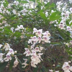 Prostanthera lasianthos at Neika, TAS - 8 Jan 2023 03:08 PM