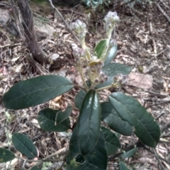 Olearia megalophylla (Large-leaf Daisy-bush) at Tinderry, NSW - 15 Oct 2023 by mahargiani