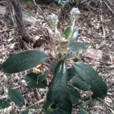 Olearia megalophylla (Large-leaf Daisy-bush) at Tinderry Nature Reserve - 14 Oct 2023 by mahargiani