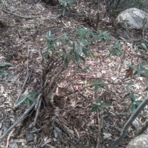 Olearia megalophylla at Tinderry, NSW - 15 Oct 2023