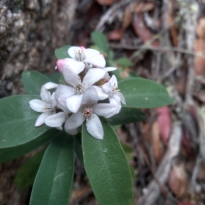 Philotheca myoporoides subsp. myoporoides (Long-leaf Waxflower) at Tinderry, NSW - 15 Oct 2023 by mahargiani