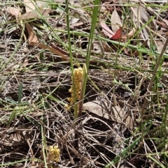 Lomandra filiformis subsp. coriacea (Wattle Matrush) at Belconnen, ACT - 12 Oct 2023 by sangio7