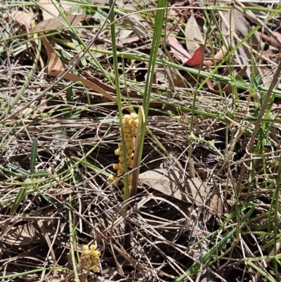 Lomandra filiformis subsp. coriacea (Wattle Matrush) at The Pinnacle - 12 Oct 2023 by sangio7