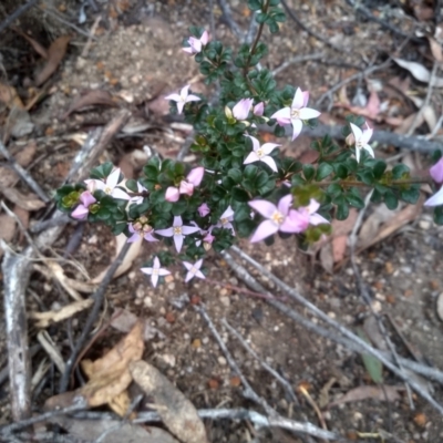 Boronia algida (Alpine Boronia) at Tinderry, NSW - 15 Oct 2023 by mahargiani