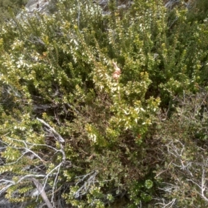 Epacris robusta at Tinderry, NSW - 15 Oct 2023 12:03 PM