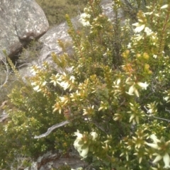 Epacris robusta at Tinderry, NSW - 15 Oct 2023