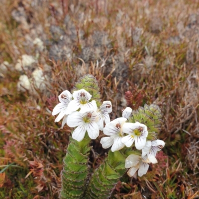 Euphrasia gibbsiae at Southwest, TAS - 23 Sep 2023 by Detritivore