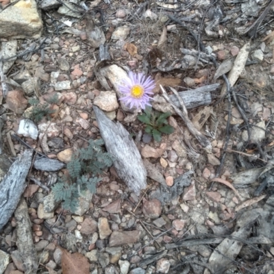 Brachyscome spathulata (Coarse Daisy, Spoon-leaved Daisy) at Tinderry, NSW - 15 Oct 2023 by mahargiani