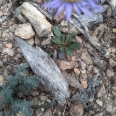 Brachyscome spathulata at Tinderry, NSW - 15 Oct 2023