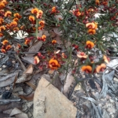 Daviesia ulicifolia subsp. ruscifolia (Broad-leaved Gorse Bitter Pea) at Tinderry Nature Reserve - 15 Oct 2023 by mahargiani