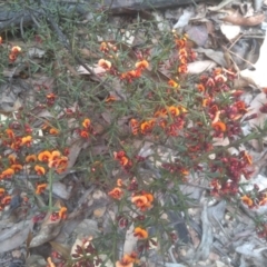 Daviesia ulicifolia subsp. ruscifolia at Tinderry, NSW - 15 Oct 2023 04:15 PM