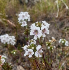 Euphrasia striata (Shiny Striped Eyebright) at Wellington Park, TAS - 9 Jan 2023 by Detritivore