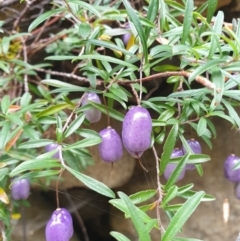 Billardiera longiflora (Purple Apple-Berry) at Wellington Park, TAS - 18 Feb 2023 by Detritivore
