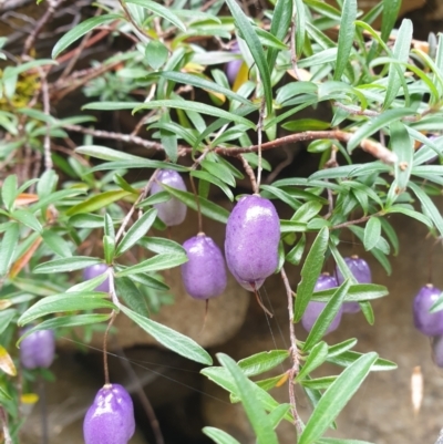 Billardiera longiflora (Purple Apple-Berry) at Wellington Park, TAS - 19 Feb 2023 by Detritivore