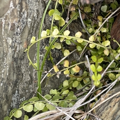 Asplenium flabellifolium (Necklace Fern) at Uriarra, NSW - 15 Oct 2023 by JaneR