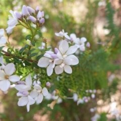 Veronica formosa at Fern Tree, TAS - 25 Sep 2023 by Detritivore