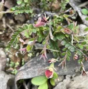 Bossiaea buxifolia at Brindabella, NSW - 15 Oct 2023 01:52 PM