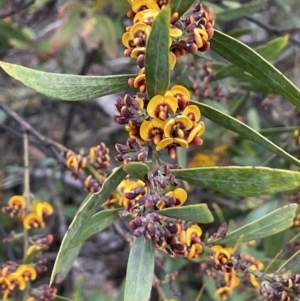 Daviesia mimosoides subsp. mimosoides at Uriarra, NSW - 15 Oct 2023