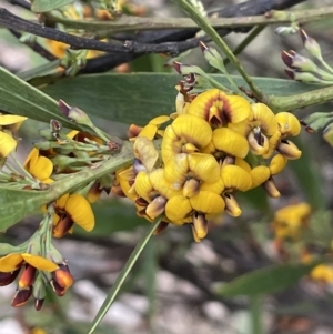 Daviesia mimosoides subsp. mimosoides at Uriarra, NSW - 15 Oct 2023