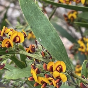 Daviesia mimosoides subsp. mimosoides at Uriarra, NSW - 15 Oct 2023