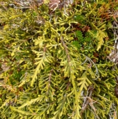 Microcachrys tetragona (Creeping Strawberry Pine) at Southwest, TAS - 23 Sep 2023 by Detritivore