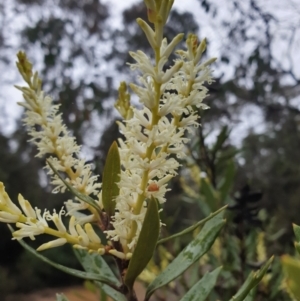 Orites diversifolia at Crabtree, TAS - 15 Oct 2023 01:33 PM