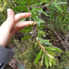 Orites diversifolia at Crabtree, TAS - 15 Oct 2023 01:33 PM