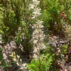 Lomatia tinctoria (Guitar Plant) at Wellington Park, TAS - 7 Feb 2023 by Detritivore