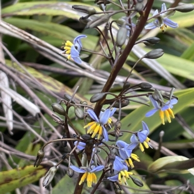 Dianella tasmanica (Tasman Flax Lily) at Brindabella, NSW - 15 Oct 2023 by JaneR
