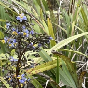 Dianella tasmanica at Brindabella, NSW - 15 Oct 2023